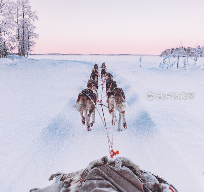 芬兰拉普兰雪橇上的哈士奇狗