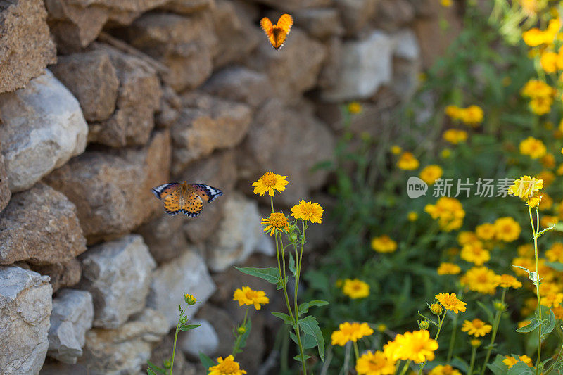 蝴蝶在花上飞舞
