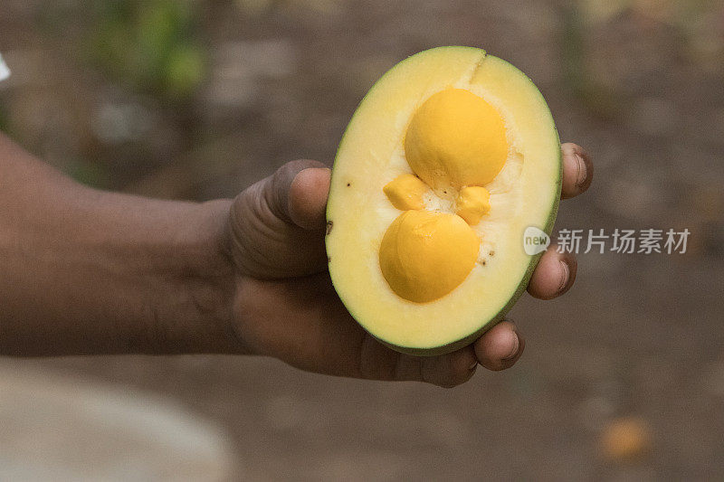 巴西塞拉多的植物群