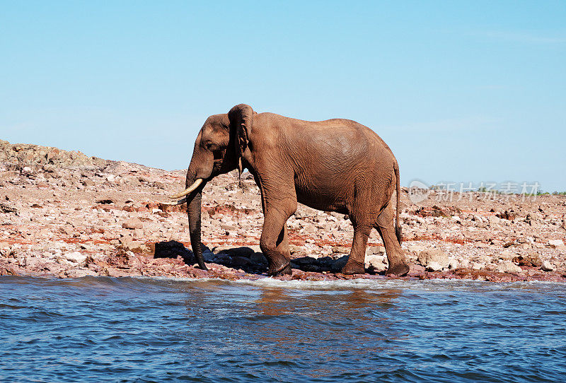 大象在津巴布韦卡里巴湖岸边喝水