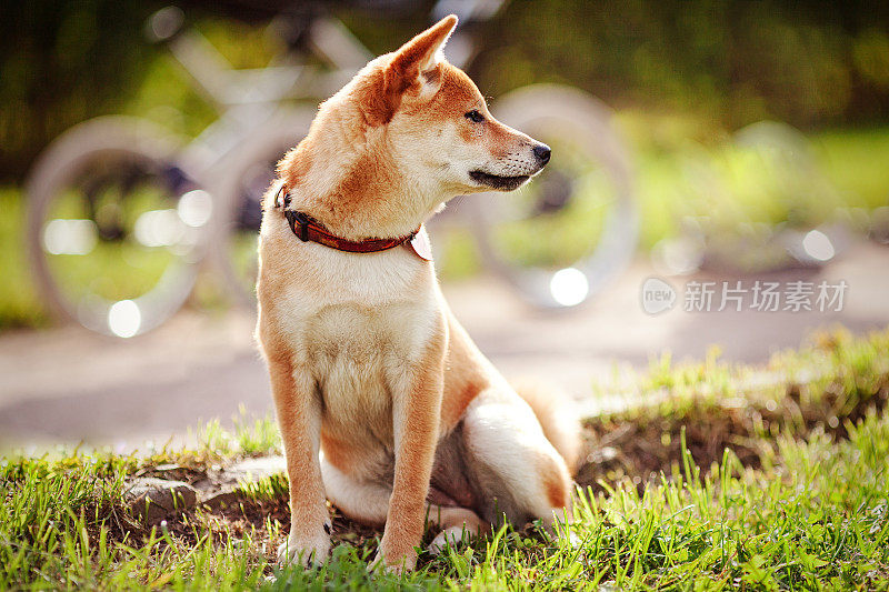 年轻可爱的红柴犬在户外