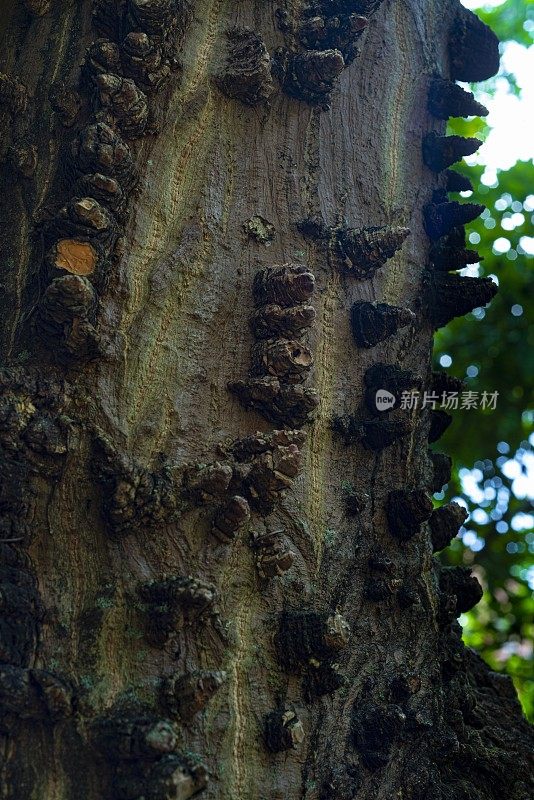 树干的纹理细节