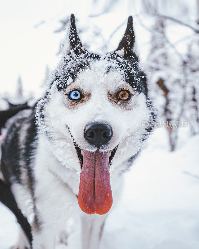 冰与火-哈士奇狗的肖像与改变颜色的眼睛(异色)在雪