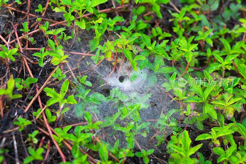 绿色的攀缘植物上的泰国蜘蛛网
