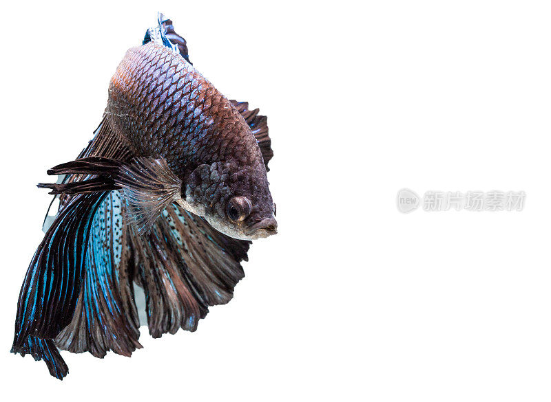 近距离艺术运动的斗鱼暹罗战斗鱼孤立在黑色的背景。美术设计理念。