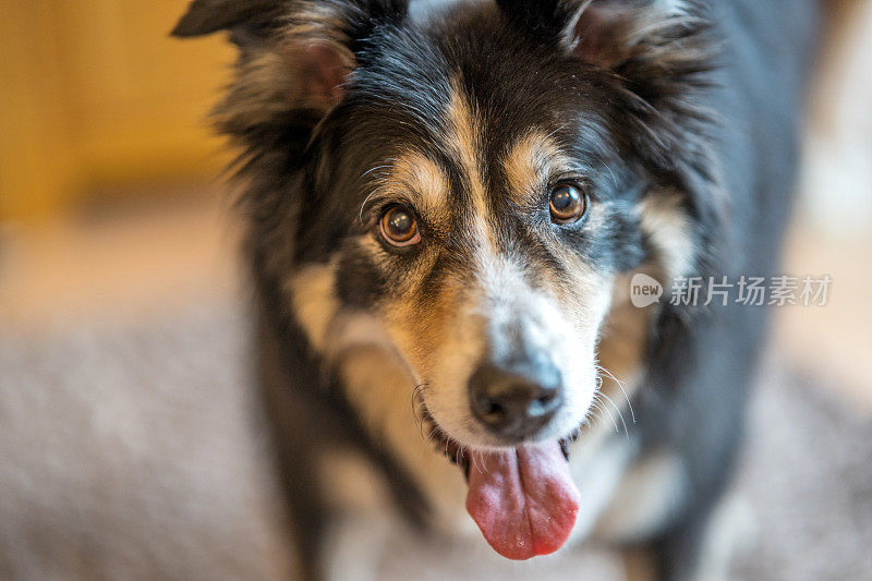 边境牧羊犬站在近距离