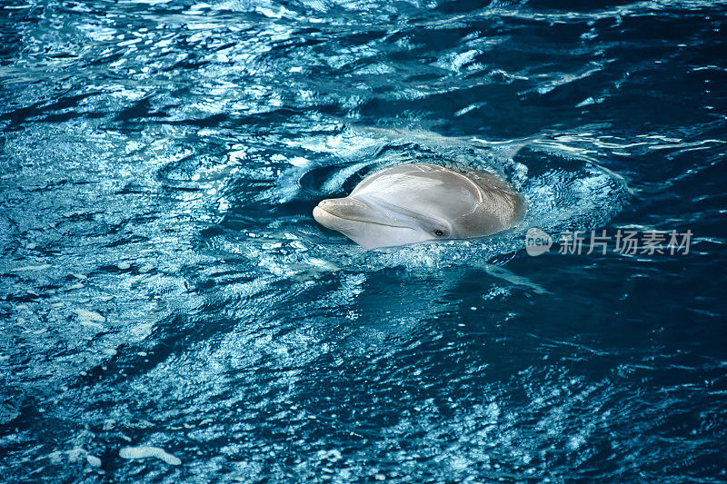 海豚在水中的特写