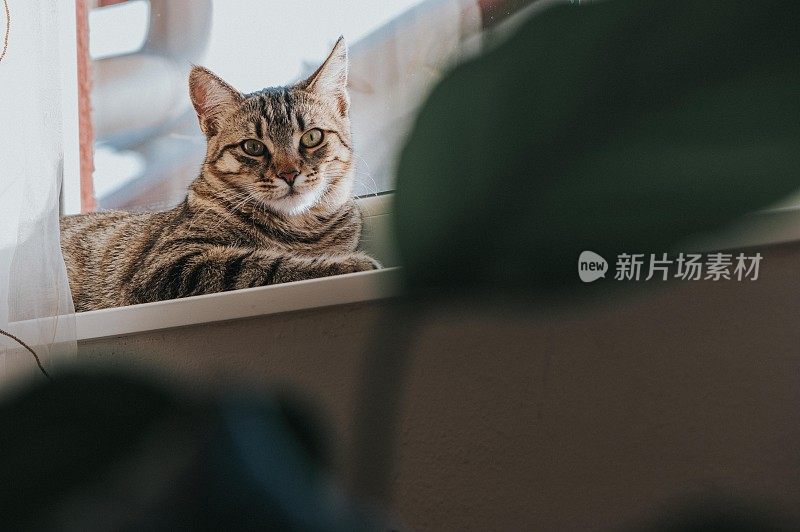 猫睡了之后打呵欠