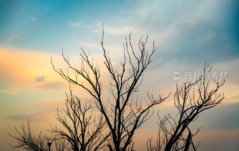 夕阳下枯树的剪影