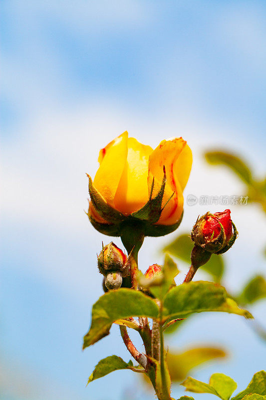 黄色玫瑰花，花蕾柔嫩