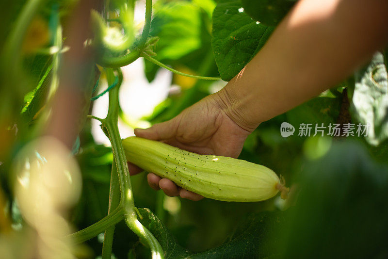 田间有机黄瓜