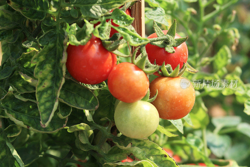 近距离拍摄的红色番茄在藤蔓植物上(茄-番茄)，生长在外面，聚焦前景