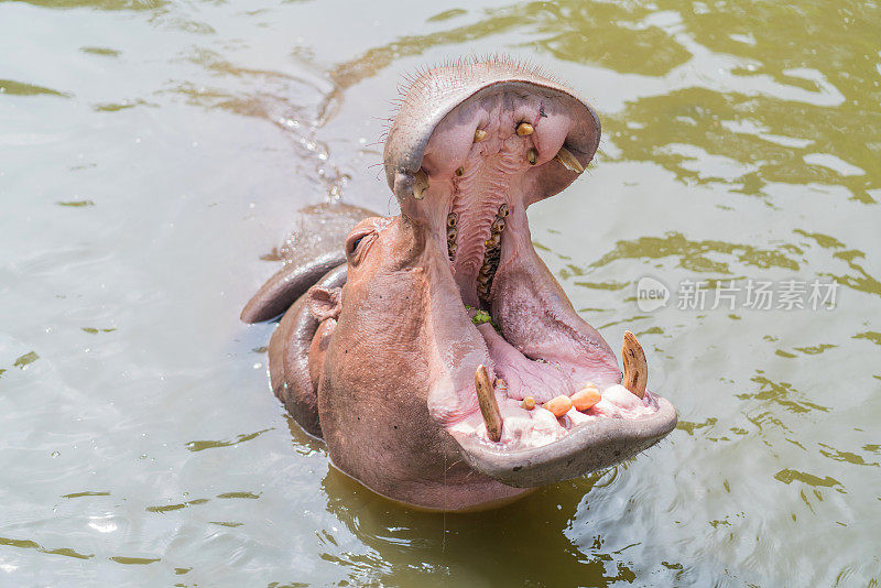 河马是一种张开嘴的非洲河马动物，生活在大自然的水中。