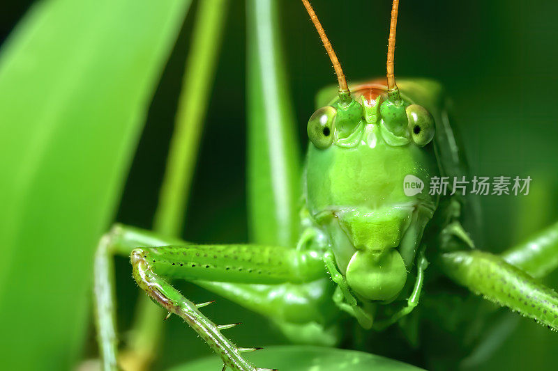 伟大的绿色蟋蟀