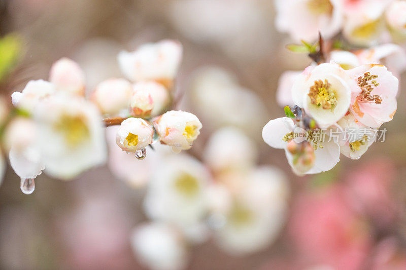 桃花盛开了