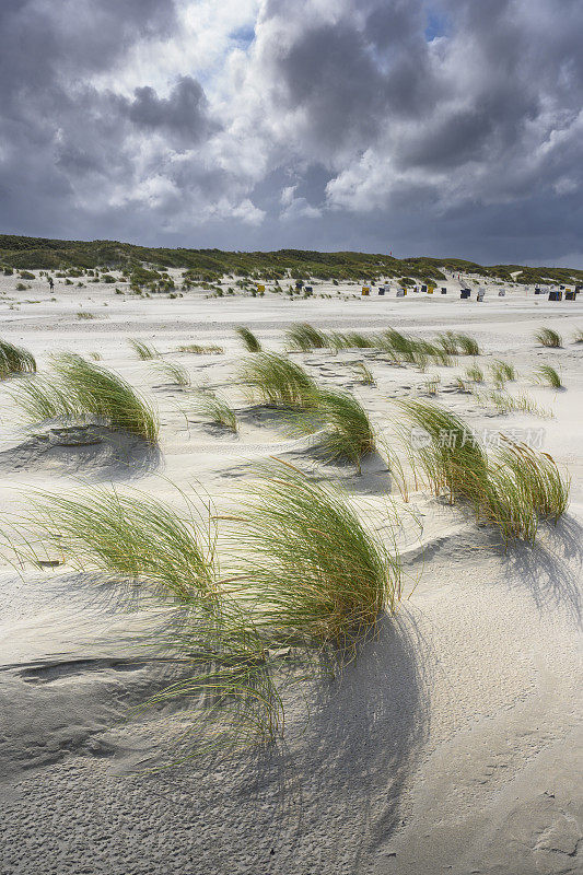 德国，北海，海滩燕麦(amophila)在风中。