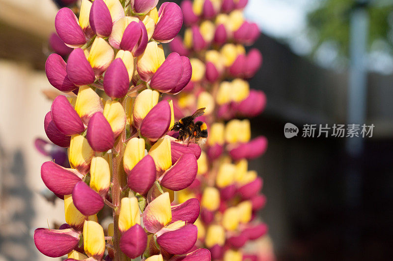 英格兰肯特郡的黄尾大黄蜂