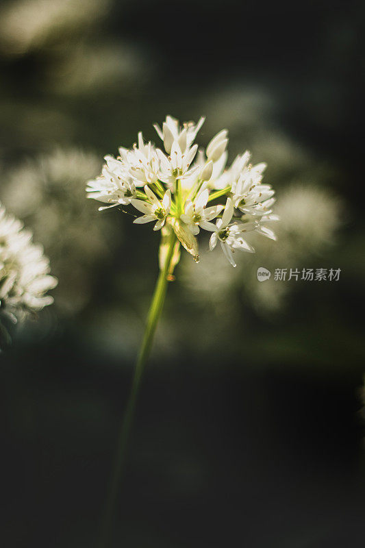 近距离微距拍摄的野生大蒜的尖花，与一片柔软的绿色林地树叶相映成行。4月到6月是觅食者的最爱。