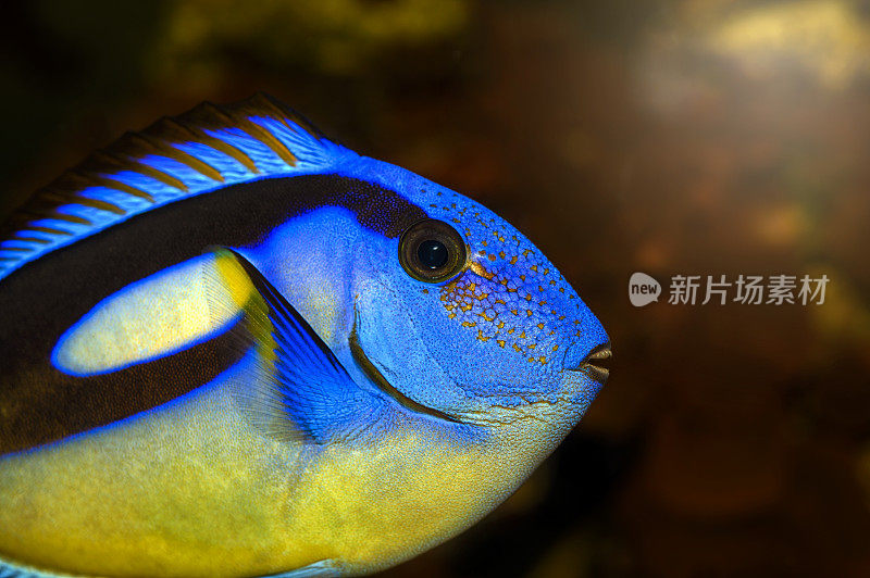 蓝色刺尾鱼的特写，受欢迎的热带水族馆宠物