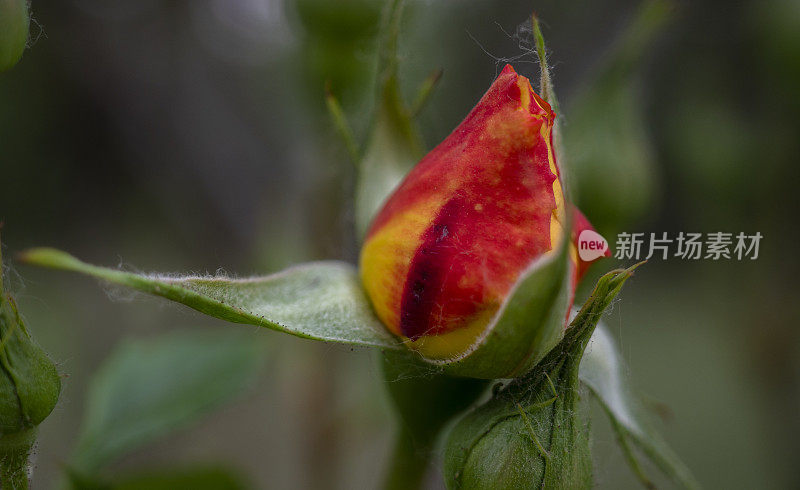 野玫瑰花蕾