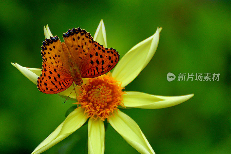 大丽花与蝴蝶(贝母)