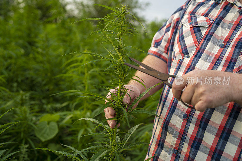 男子采集医用大麻