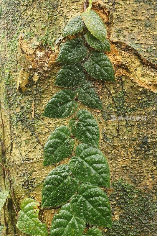 一种有着深绿色叶子的热带攀缘植物，生长在一棵巨大的树的树干上。印度尼西亚巴厘岛热带丛林中，一棵树皮上的爬行动物寄生虫。自然背景。