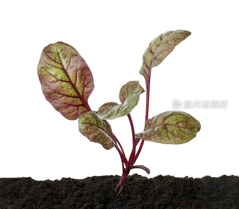 唐莴苣或瑞士唐莴苣蔬菜，生长在土壤中的年轻唐莴苣，孤立在白色背景和修剪路径上