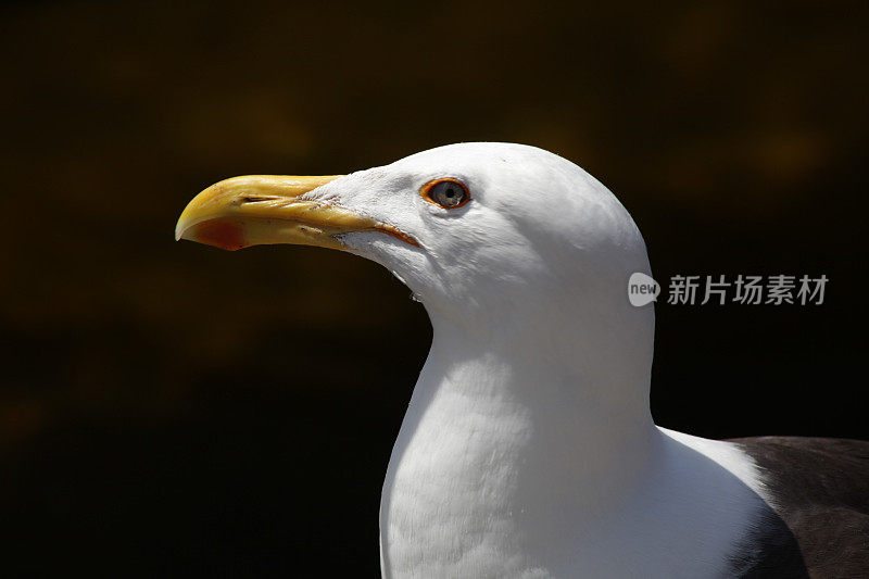 弗洛里亚诺波利斯-捕鱼和海洋