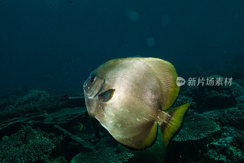 热带鱼，海洋生物，