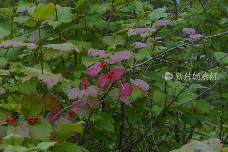 阿拉斯加荒野中的野生红莓