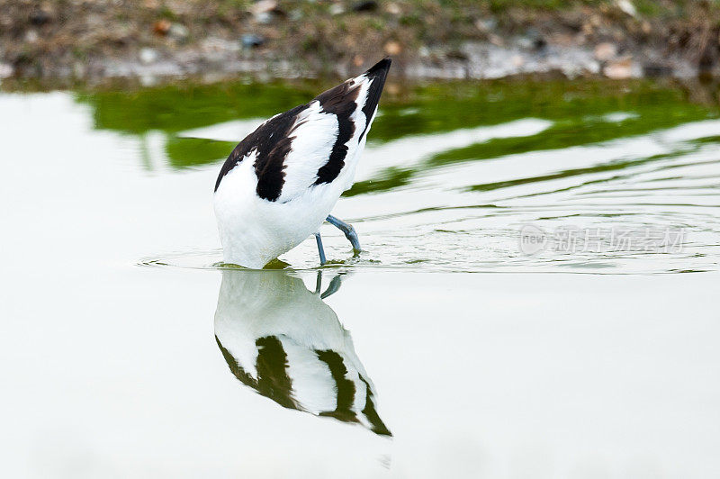 牛油果在一池水里觅食