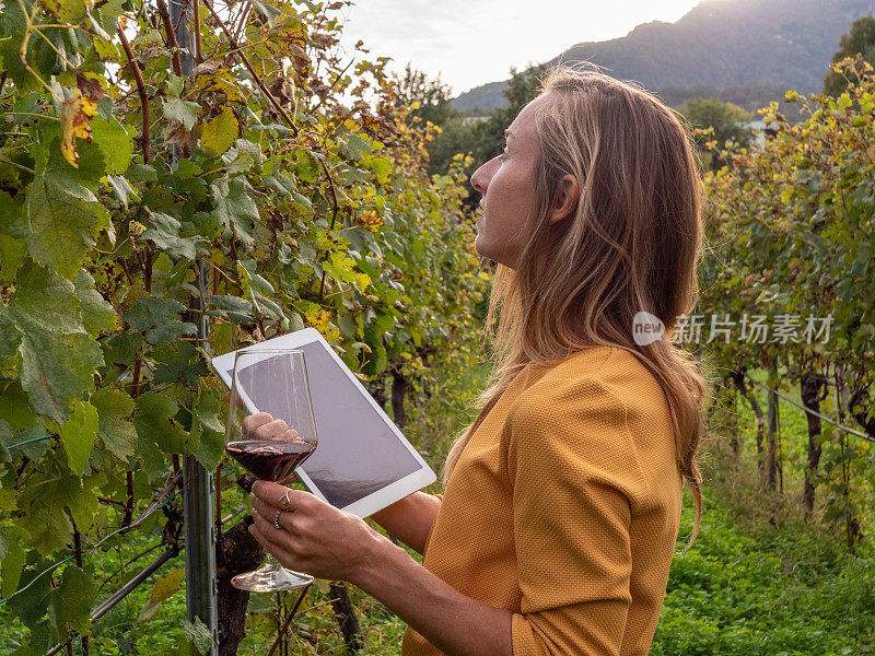 年轻女子在葡萄园品尝红酒，使用数字药片并检查质量控制