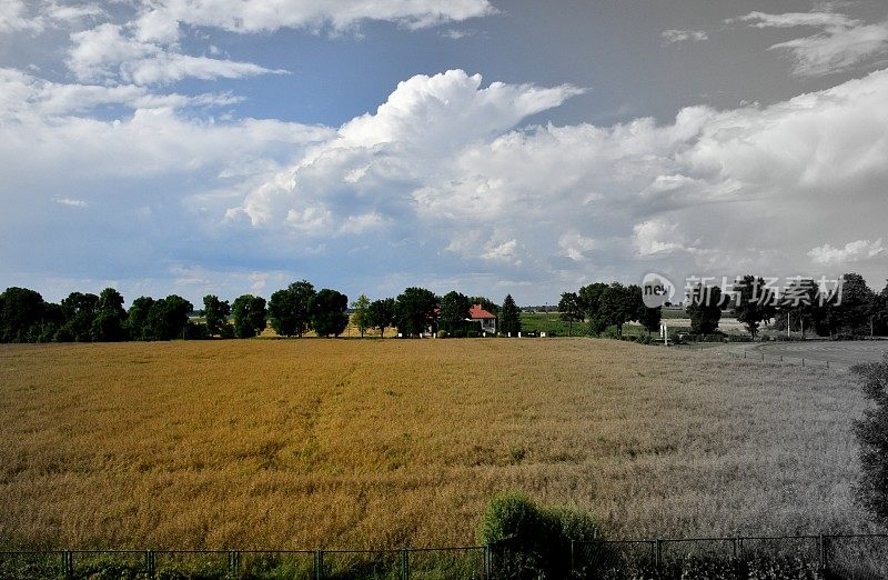 这张彩色照片展示了一片广阔的田野，满是等待收割的庄稼，旁边是一组落叶树，远处是多云的夏日天空下的一间乡村小屋