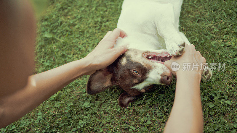 快乐的狗躺在草地上。女性的手抚摸着自己的头