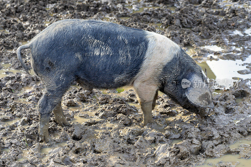 泥里的猪