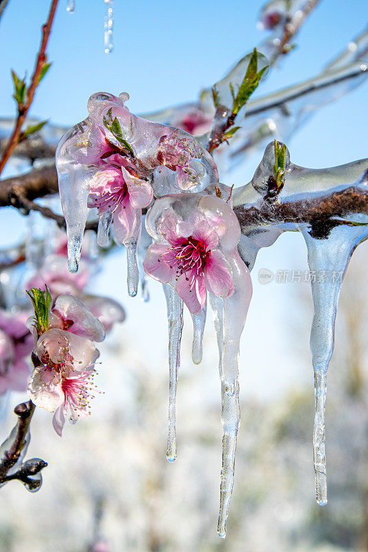 桃树开花枝上的冰柱特写