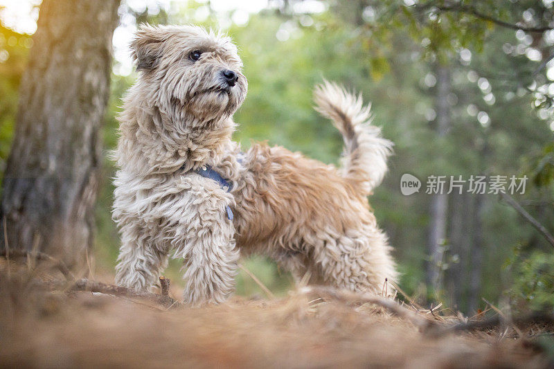 森林里的约克郡犬