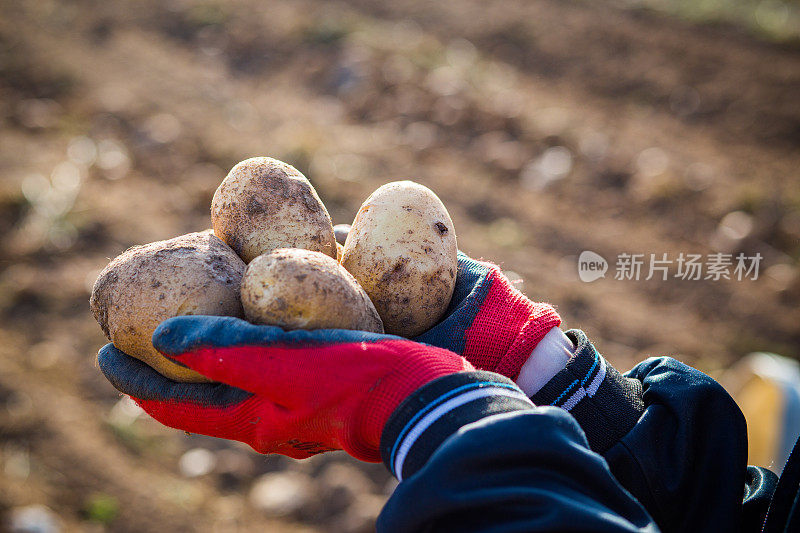 手拿着土豆