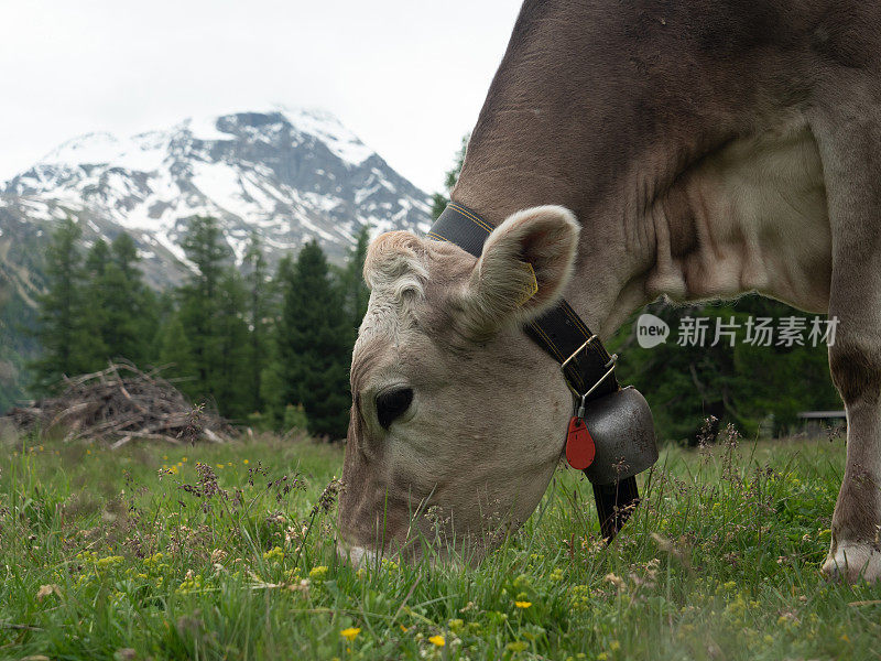 瑞士奶牛在草地放牧的肖像，瑞士