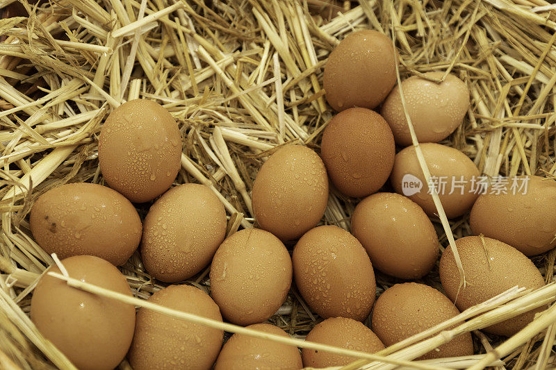 一群鸡蛋躺在稻草上