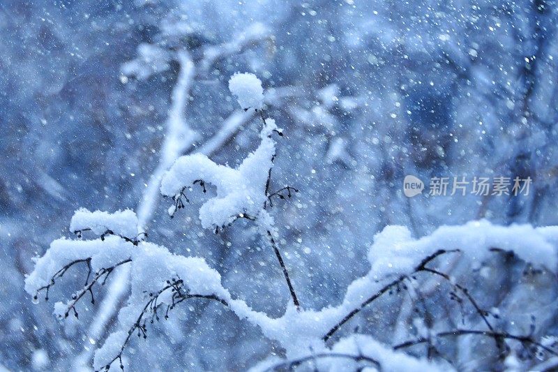 雪树