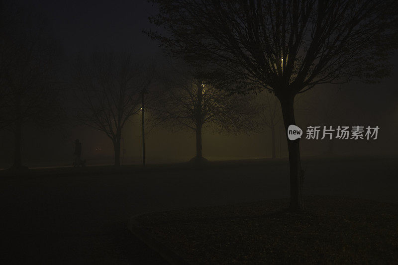 夜晚有雾有树的街道