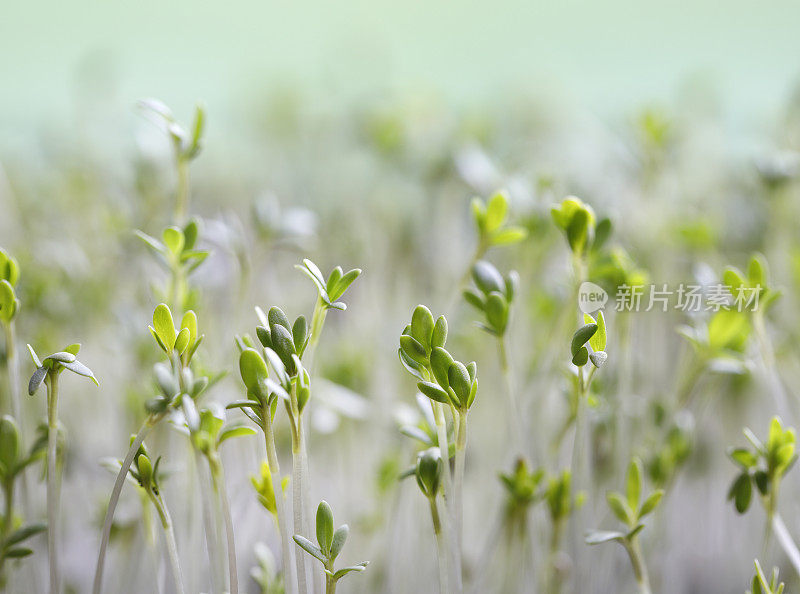 花园水芹的特写