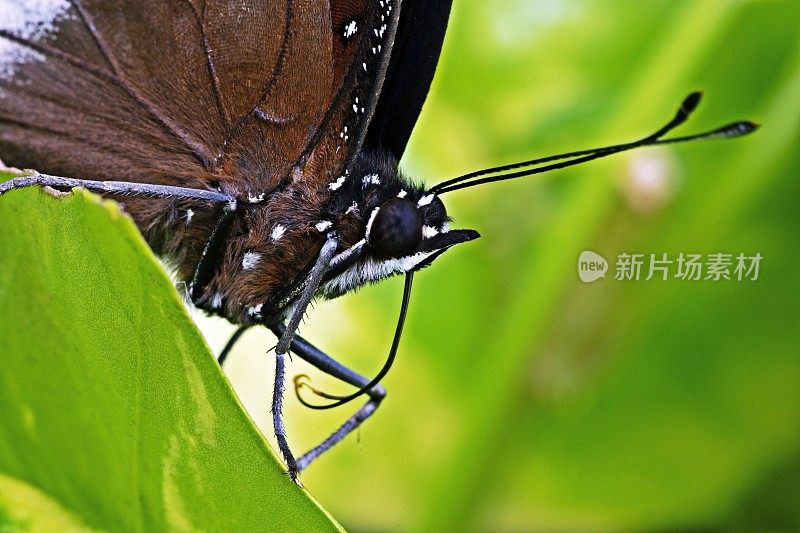 蝴蝶头和喙-绿色背景。
