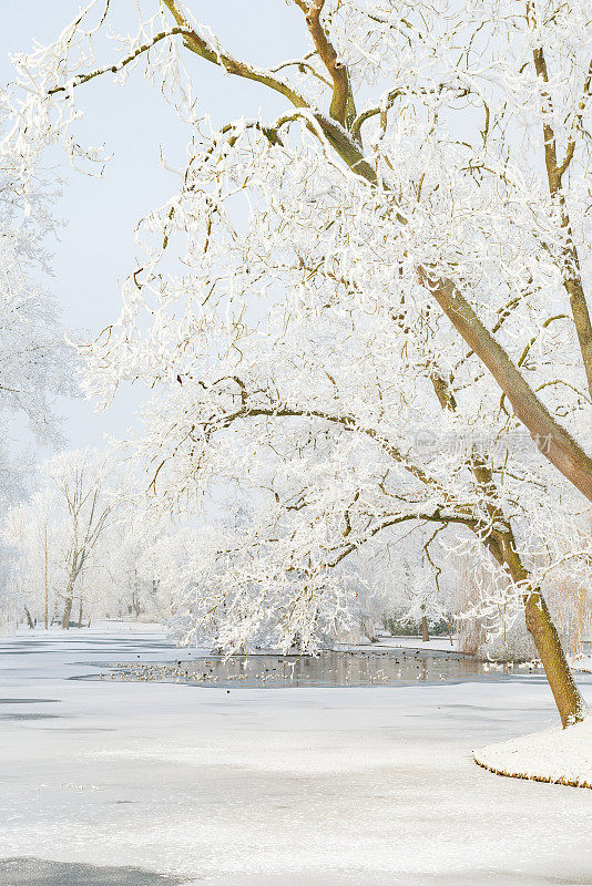 荷兰坎彭市公园的雪景