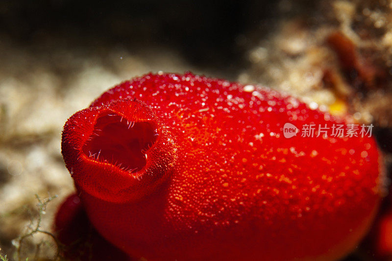 海洋生物海鞘(海鞘科-被囊类)水下美