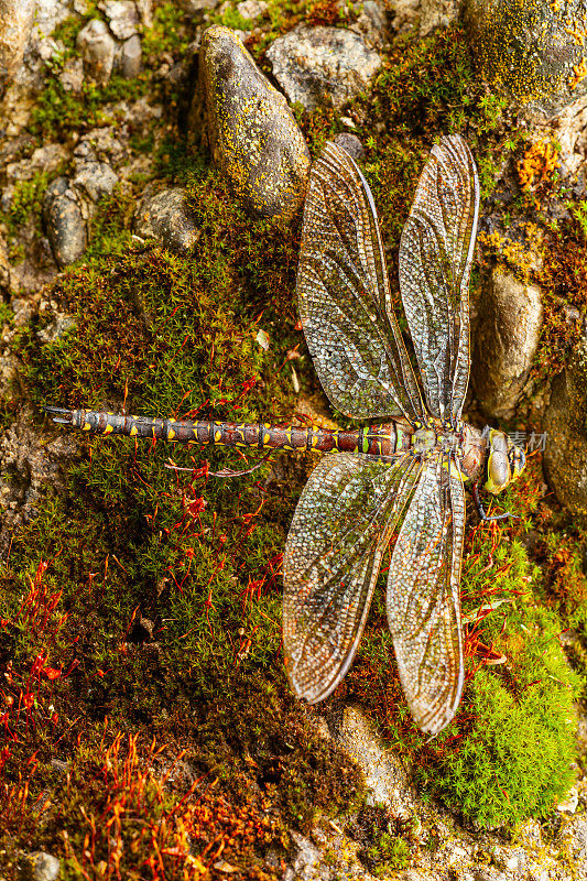 蜻蜓表面多色的石苔