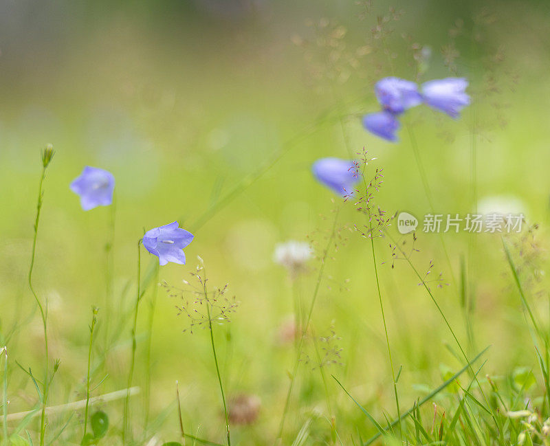 夏日草地上的野风铃花