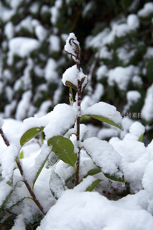 树枝上的雪-冬天的背景。